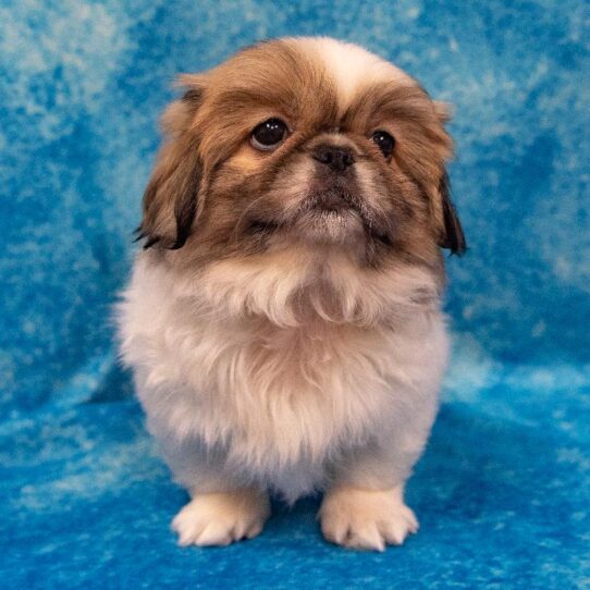 Pekingese DOG Female Sable 938 Petland Pensacola, Florida