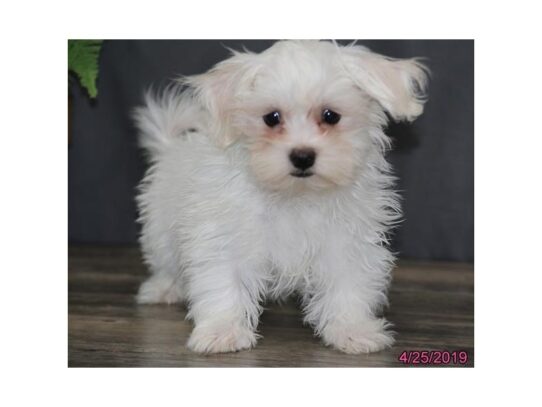 Coton De Tulear-DOG-Female-White-12082-Petland Pensacola, Florida