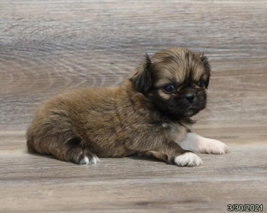 Pekingese-DOG-Male-Sable-987-Petland Pensacola, Florida