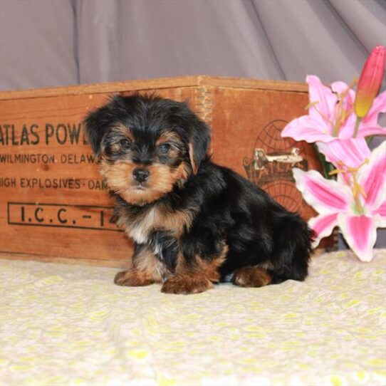 Yorkshire Terrier DOG Male Black / Tan 993 Petland Pensacola, Florida