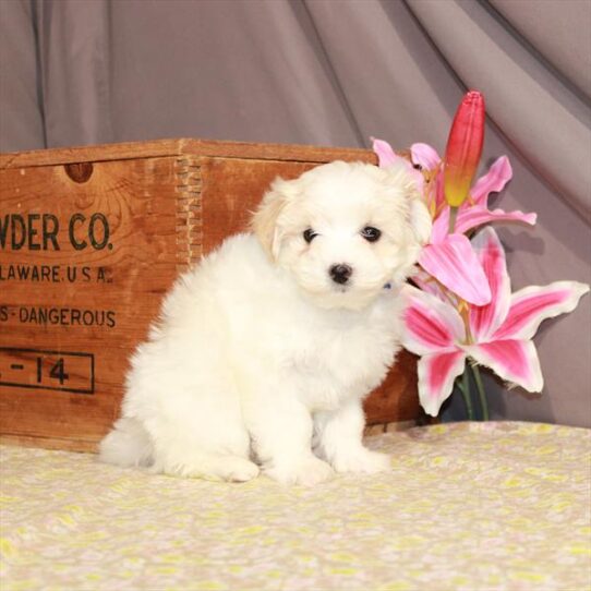 Maltipoo-DOG-Male-White / Cream-994-Petland Pensacola, Florida