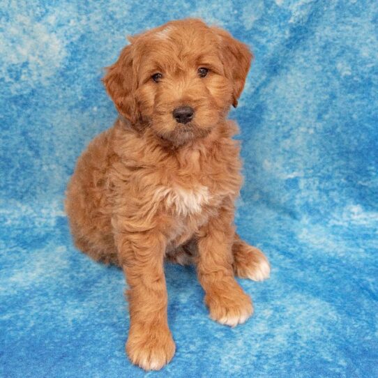 Goldendoodle DOG Male Red 1033 Petland Pensacola, Florida