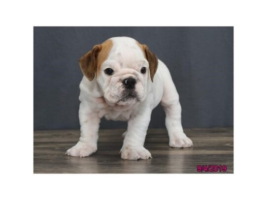 Bulldog DOG Female White / Brindle 12538 Petland Pensacola, Florida