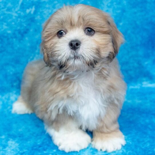 Lhasa Apso-DOG-Male-Golden-1010-Petland Pensacola, Florida