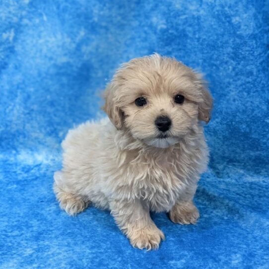 Maltipoo-DOG-Male-Cream-1013-Petland Pensacola, Florida