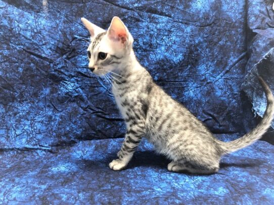 Egyptian Mau-CAT-Male-Silver Black Spotted-12647-Petland Pensacola, Florida