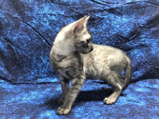 Egyptian Mau-CAT-Male-Smoke-12648-Petland Pensacola, Florida