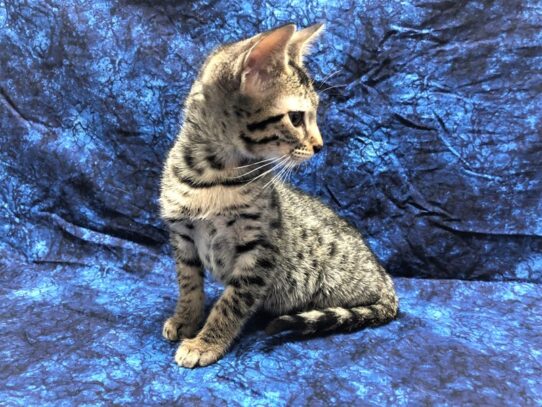 Savannah Cat-CAT-Female-Grey-12649-Petland Pensacola, Florida