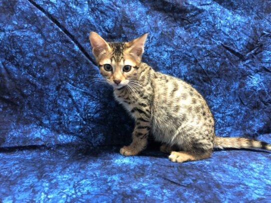 Savannah Cat CAT Female Light Brown Black 12646 Petland Pensacola, Florida