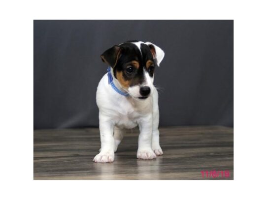 Jack Russell Terrier-DOG-Male-Tri-Colored-12744-Petland Pensacola, Florida