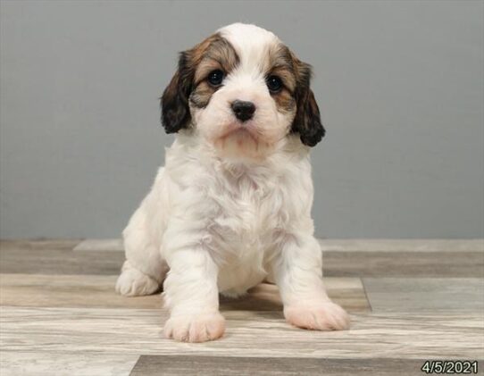 Cavachon-DOG-Female-Brindle-1057-Petland Pensacola, Florida