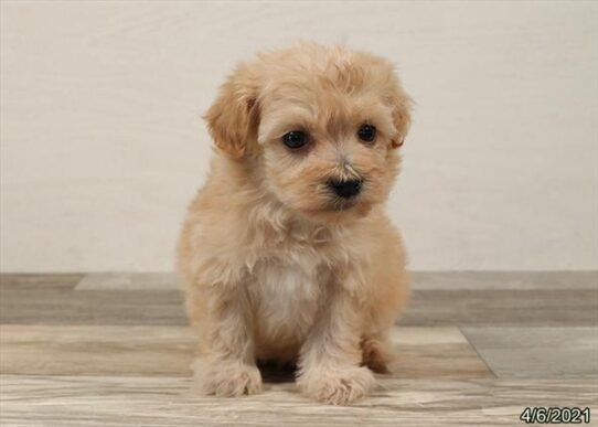 Havapoo DOG Female Apricot 1058 Petland Pensacola, Florida