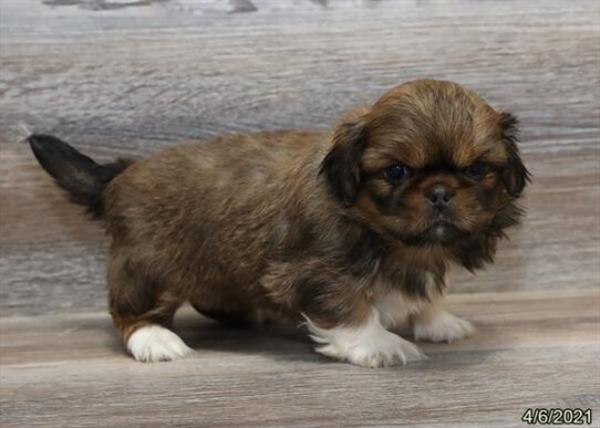 Pekingese DOG Male Sable 1059 Petland Pensacola, Florida