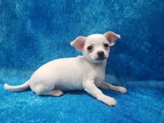 Chihuahua DOG Female White 12797 Petland Pensacola, Florida