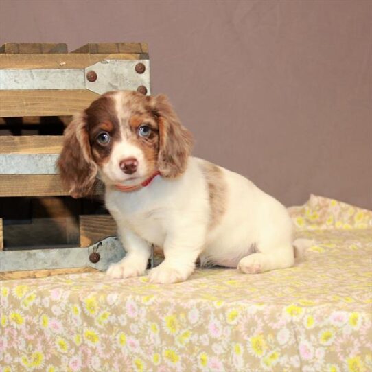 Dachshund-DOG-Female-Chocolate / Tan-1067-Petland Pensacola, Florida