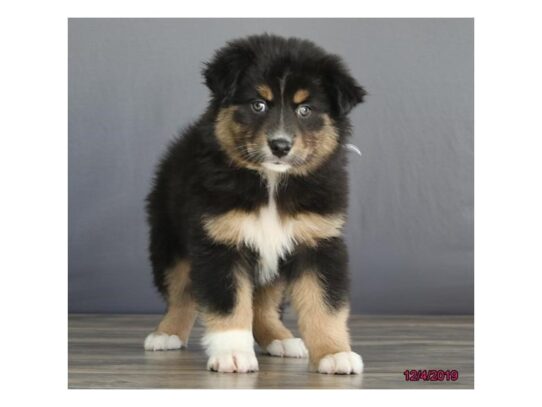 Australian Shepherd DOG Female Black 12815 Petland Pensacola, Florida