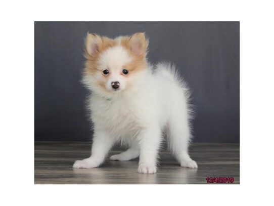 Pomeranian DOG Female Cream 12822 Petland Pensacola, Florida