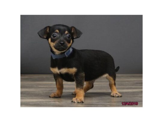 Chihuahua DOG Male Black / Tan 12833 Petland Pensacola, Florida