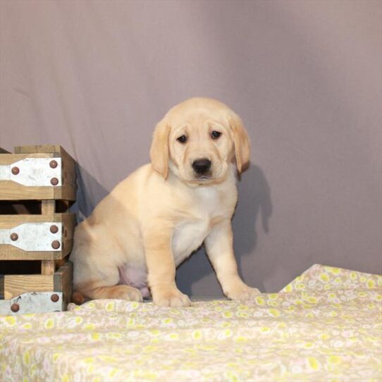 Labrador Retriever-DOG-Male-Yellow-1068-Petland Pensacola, Florida