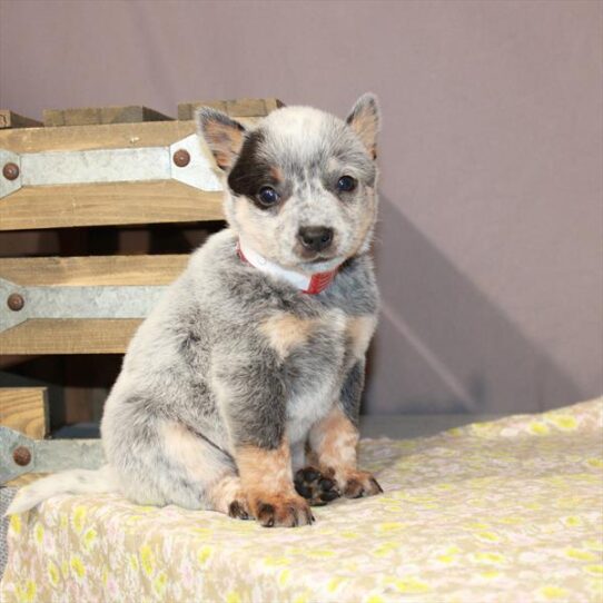 Heeler DOG Female Blue 1072 Petland Pensacola, Florida