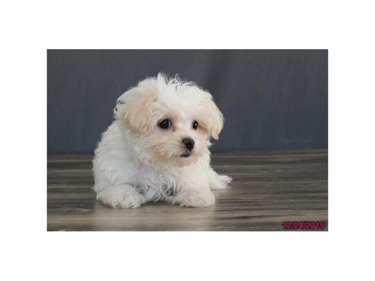 Maltichon DOG Male White / Cream 12865 Petland Pensacola, Florida