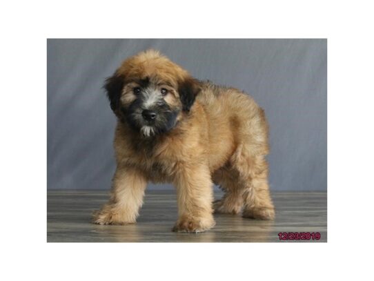 Soft Coated Wheaten Terrier DOG Female Wheaten 12863 Petland Pensacola, Florida