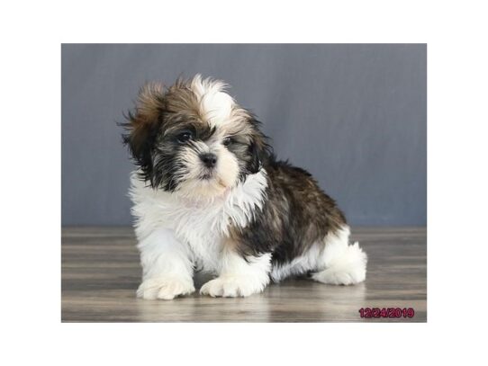 Shih Tzu DOG Male Sable / White 12886 Petland Pensacola, Florida