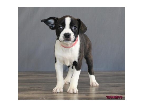 Boglen Terrier DOG Female Black Brindle / White 12877 Petland Pensacola, Florida