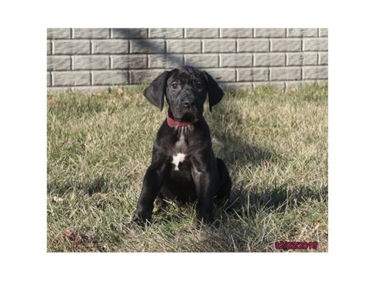 Great Dane-DOG-Female-Black-12881-Petland Pensacola, Florida