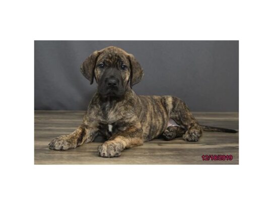 Great Dane DOG Female Brindle 12882 Petland Pensacola, Florida