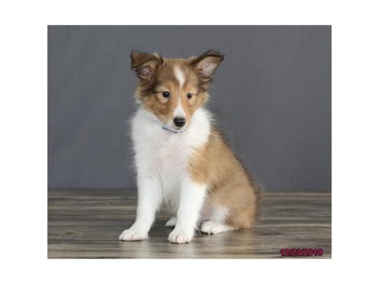 Shetland Sheepdog-DOG-Male-Sable / White-12885-Petland Pensacola, Florida