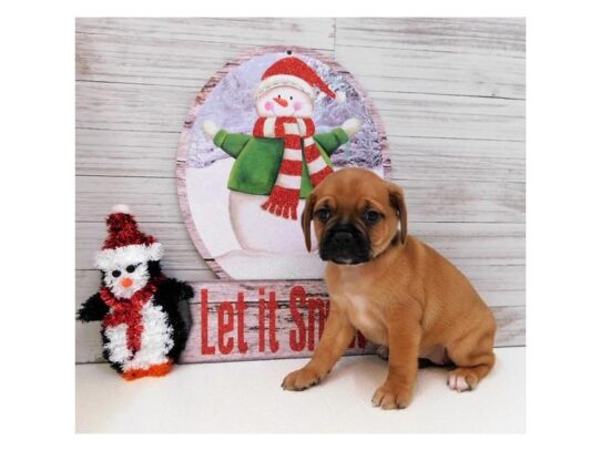 Puggle DOG Female Apricot 12871 Petland Pensacola, Florida