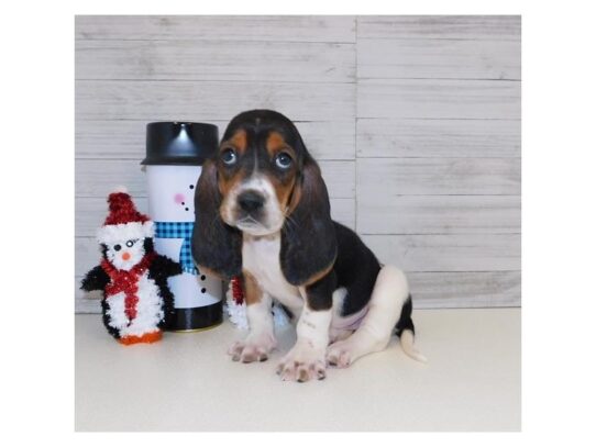 Basset Hound DOG Female Black White / Tan 12868 Petland Pensacola, Florida