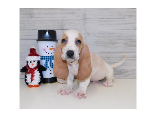 Basset Hound DOG Male Lemon / White 12869 Petland Pensacola, Florida