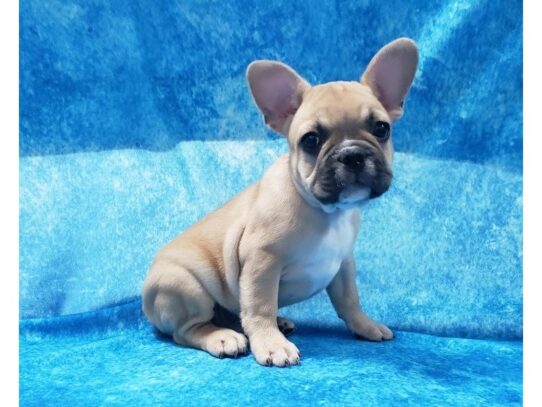 French Bulldog DOG Male Fawn 12896 Petland Pensacola, Florida