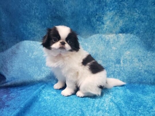 Japanese Chin DOG Male Black / White 12899 Petland Pensacola, Florida