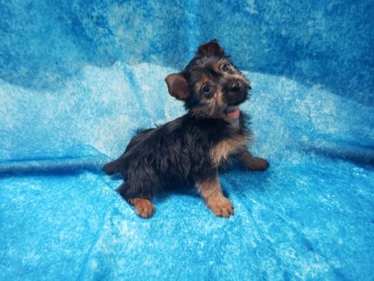 Silky Terrier DOG Female Black / Tan 12900 Petland Pensacola, Florida