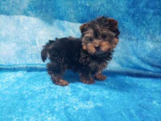 Yorkshire Silky DOG Male Black / Tan 12897 Petland Pensacola, Florida