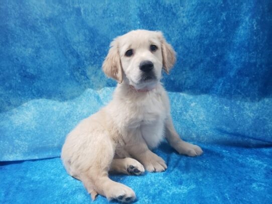 Golden Retriever DOG Male Golden 12898 Petland Pensacola, Florida