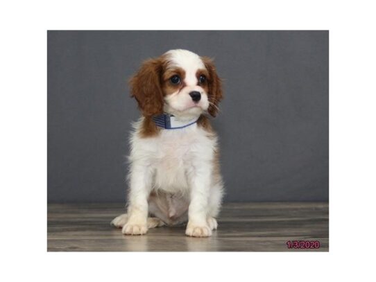 Cavalier King Charles Spaniel DOG Male Blenheim / White 12917 Petland Pensacola, Florida