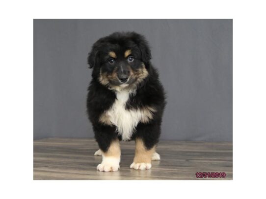 Miniature Australian Shepherd DOG Male Black 12920 Petland Pensacola, Florida