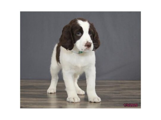 English Springer Spaniel DOG Female Liver / White 12906 Petland Pensacola, Florida