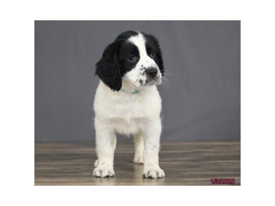 English Springer Spaniel DOG Male Black / White 12907 Petland Pensacola, Florida