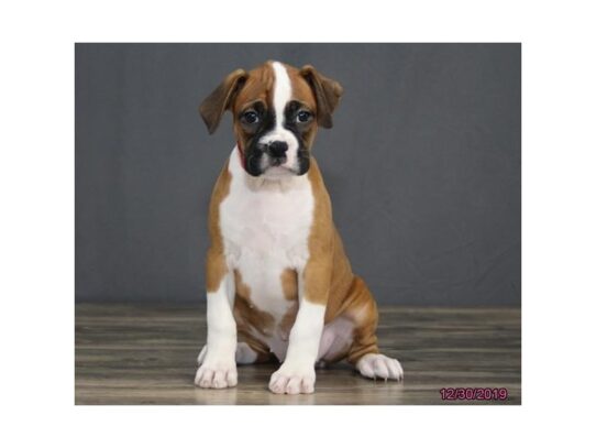 Boxer DOG Female Fawn / White 12904 Petland Pensacola, Florida