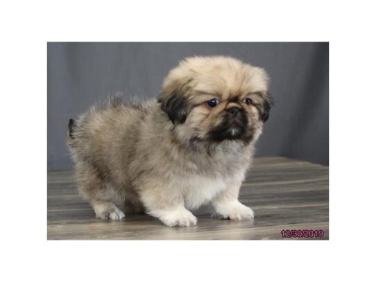 Pekingese DOG Male Brown / White 12913 Petland Pensacola, Florida