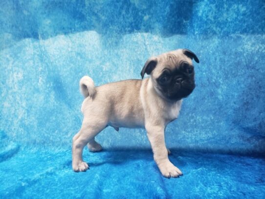 Pug DOG Male Fawn 12915 Petland Pensacola, Florida