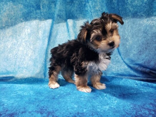 Yochon DOG Male Black / Tan 12922 Petland Pensacola, Florida