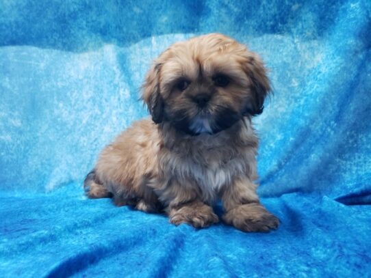 Lhasa Apso DOG Male Golden 12932 Petland Pensacola, Florida