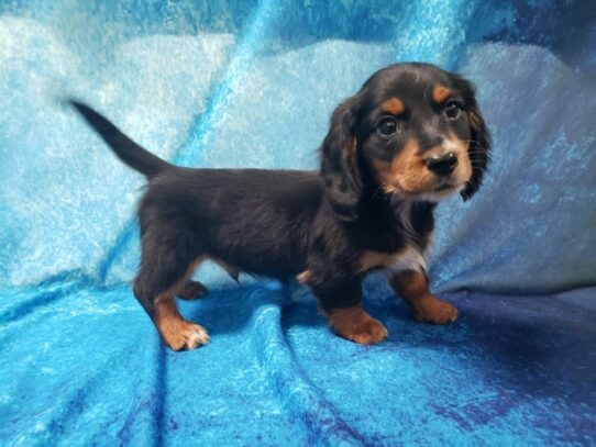 Dachshund DOG Male Tri 12933 Petland Pensacola, Florida