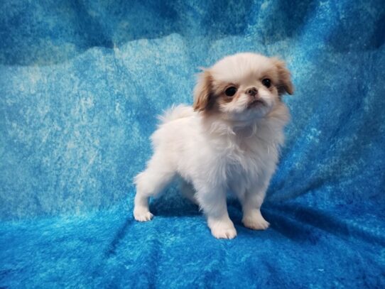 Japanese Chin DOG Female Lemon / White 12928 Petland Pensacola, Florida